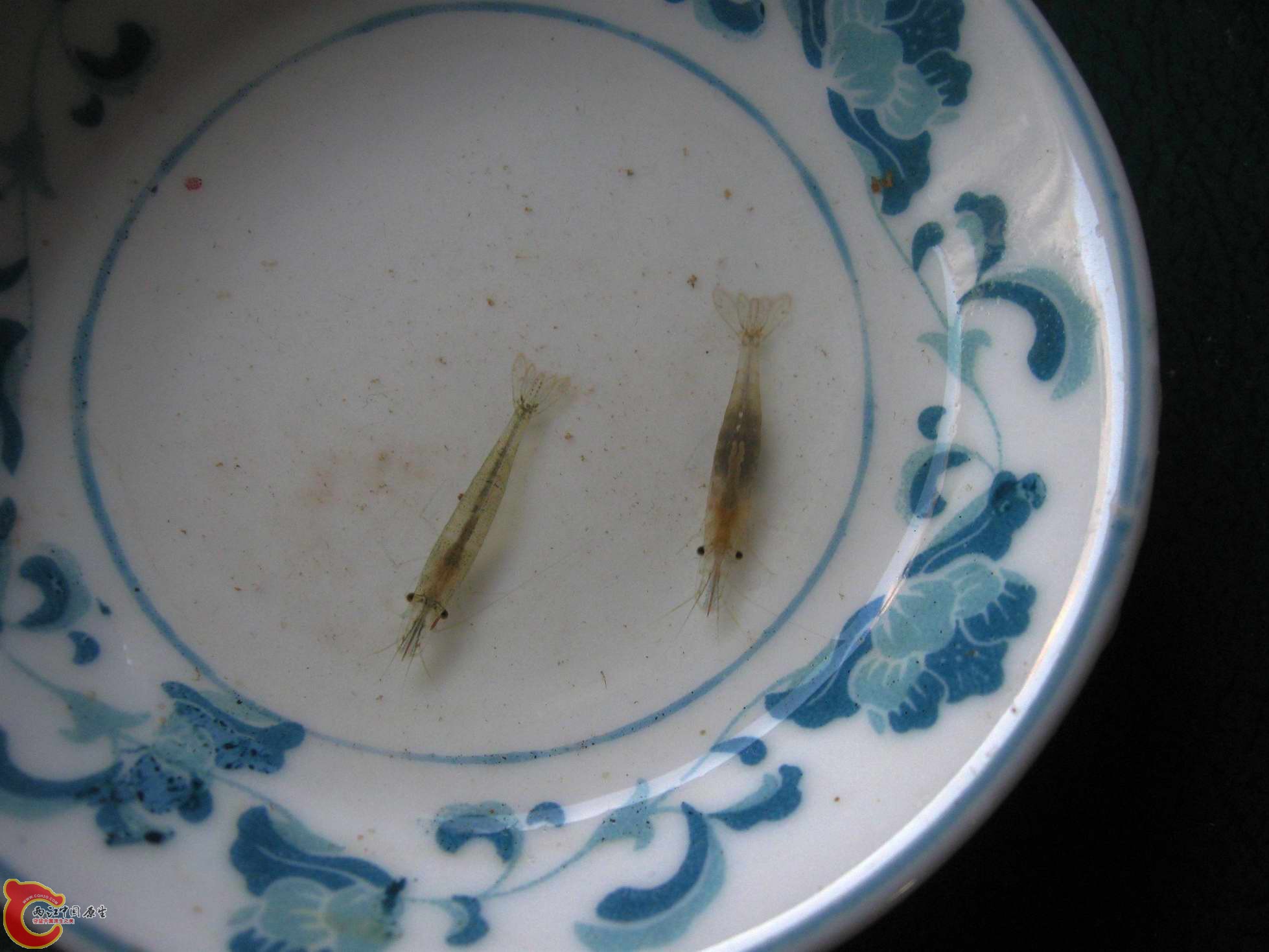 我们这某河里特产细足米虾