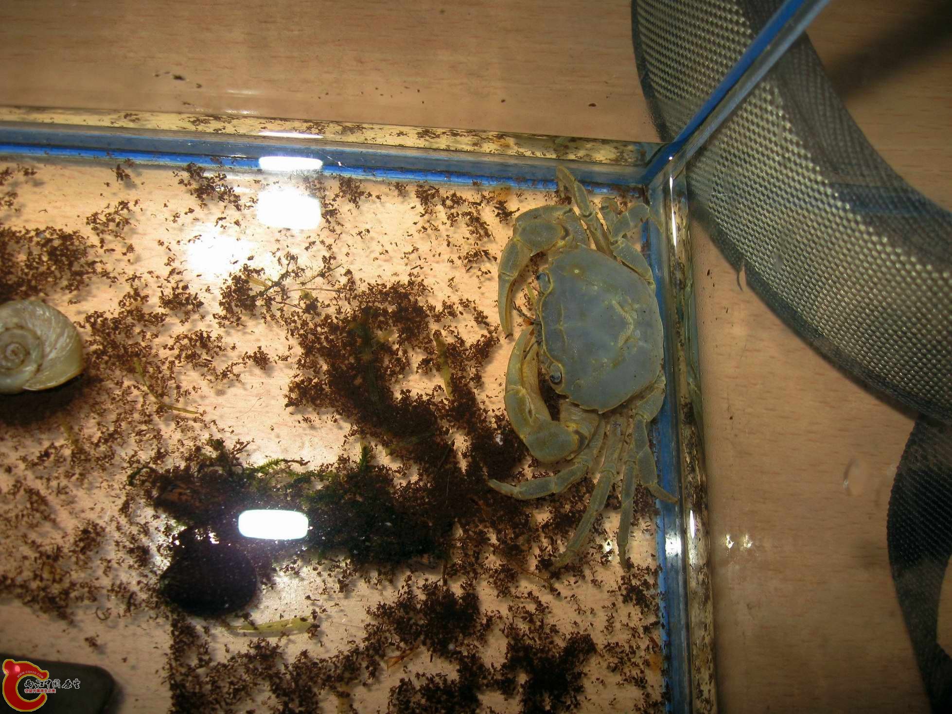 顺便拿回来的蓝色的溪蟹.