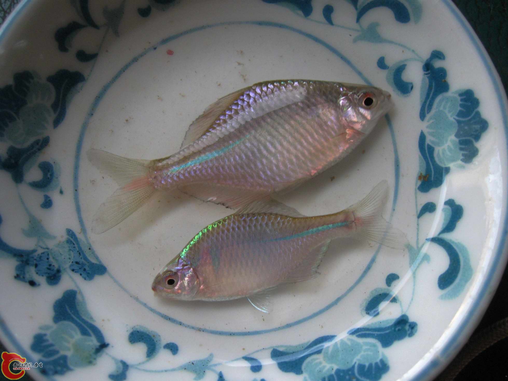 这两条鱼上为刺鳍下为高体