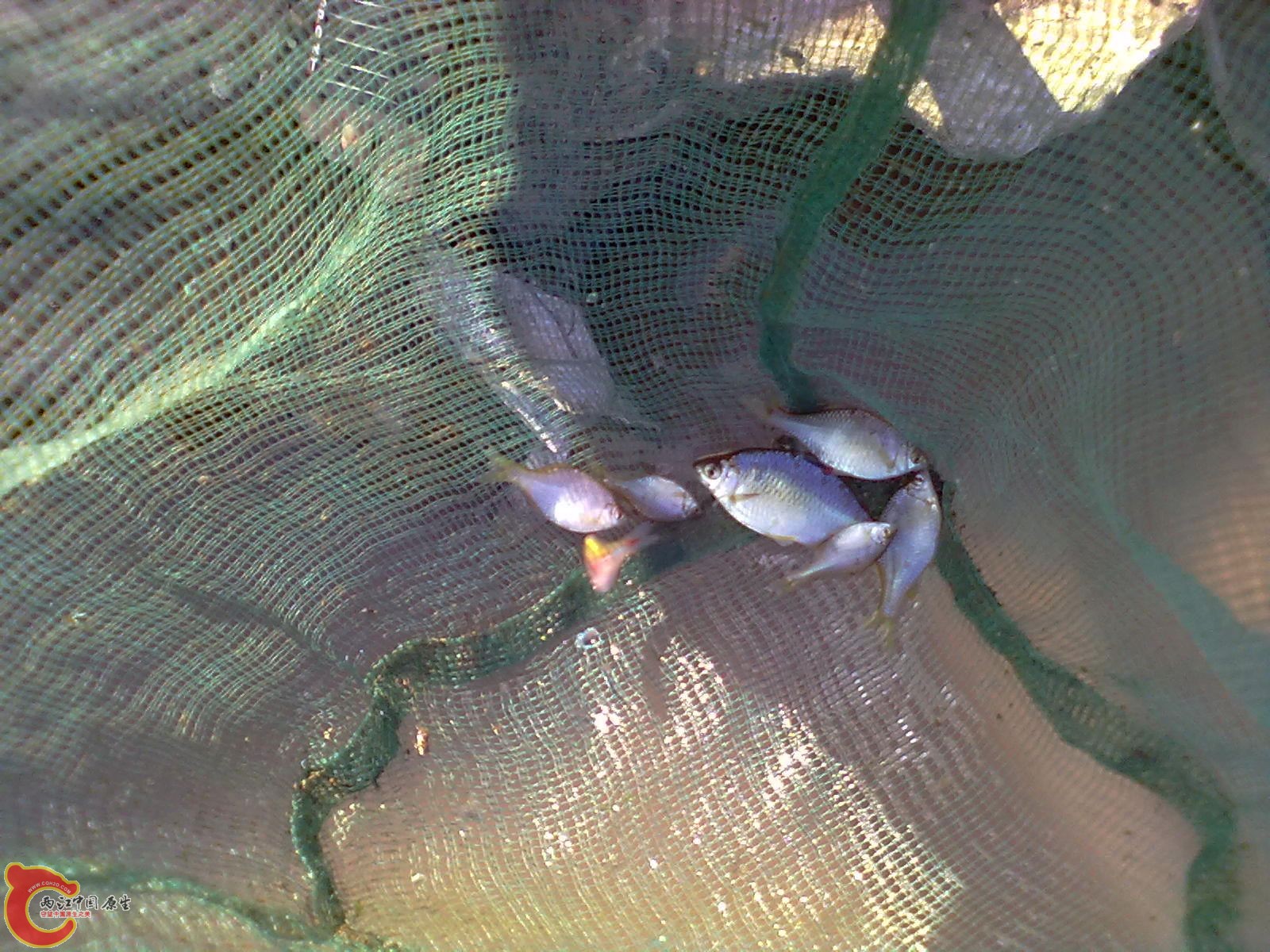 误入虾笼里的高体和一些母旁皮不是目标鱼放回到河里了