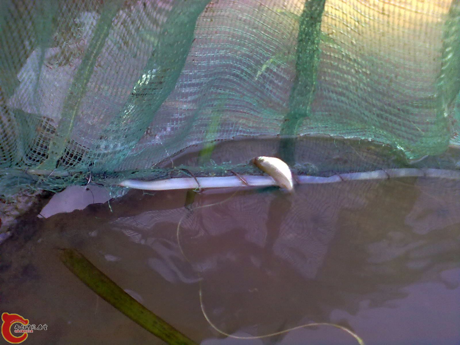 误入虾笼里的高体和一些母旁皮不是目标鱼放回到河里了