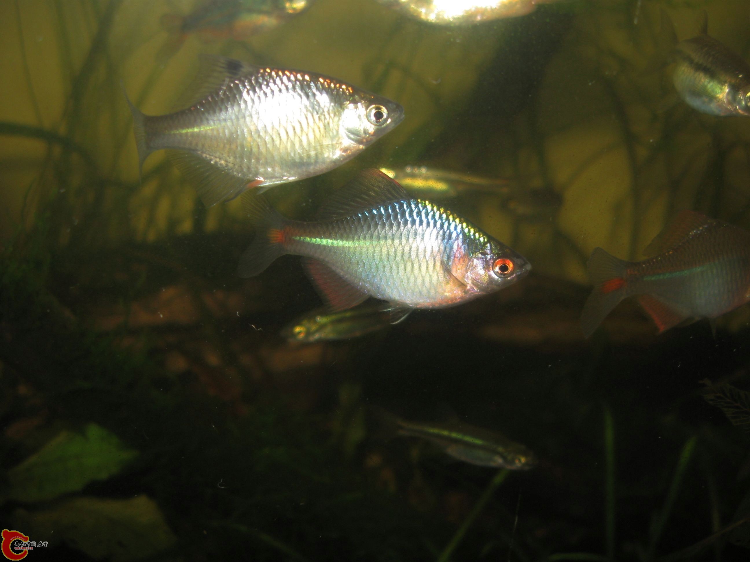 今天捞的地产高体和这两条是一样的...