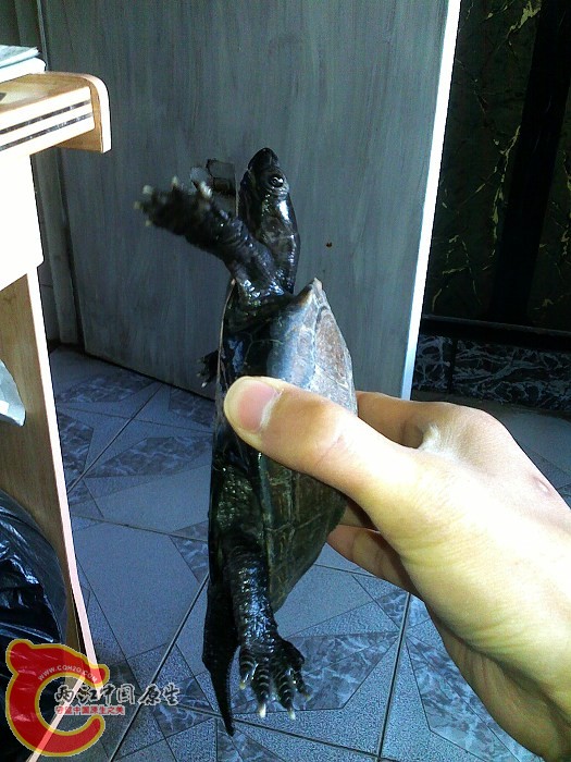 20100326196.jpg
