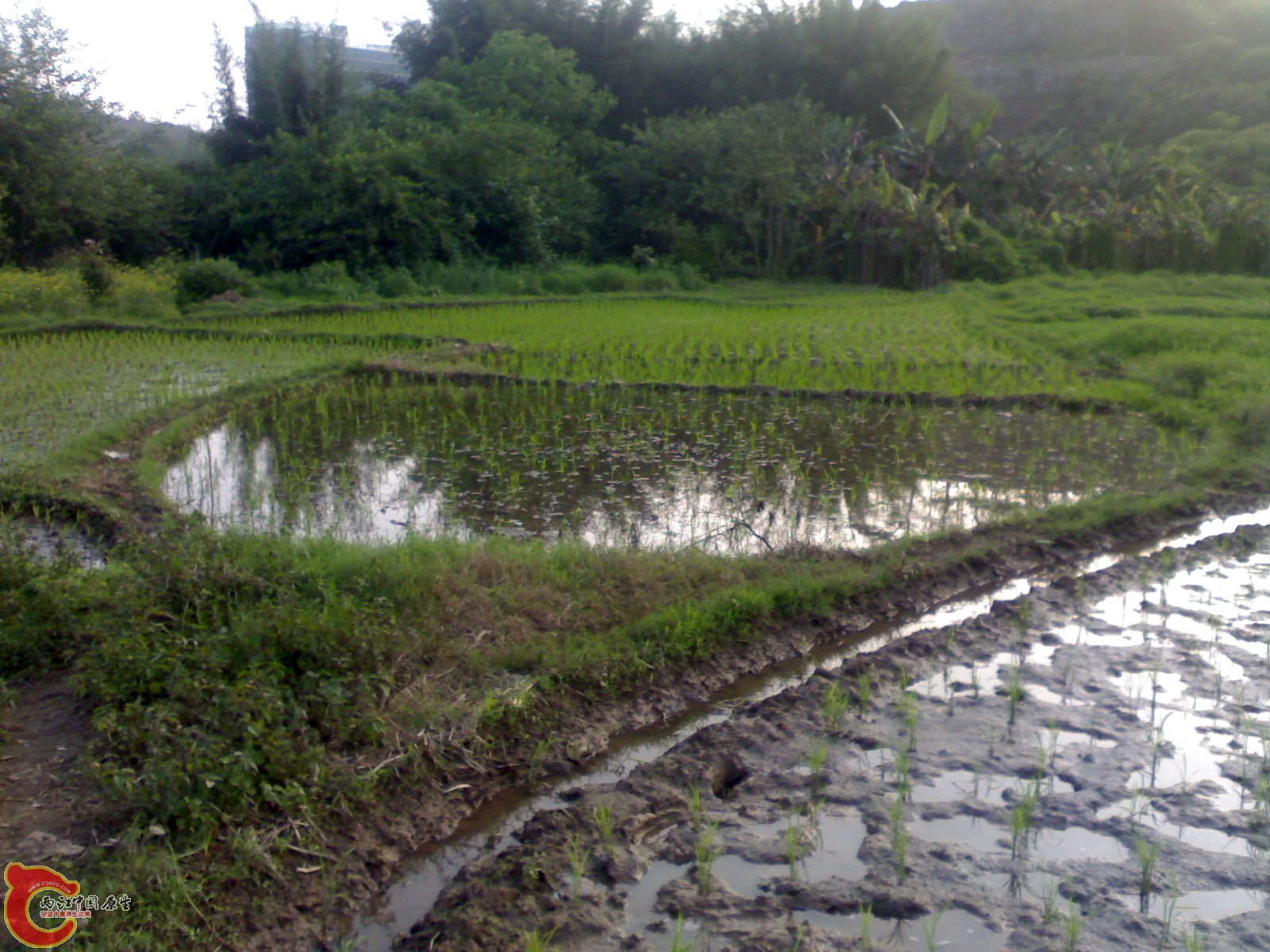 稻田新成