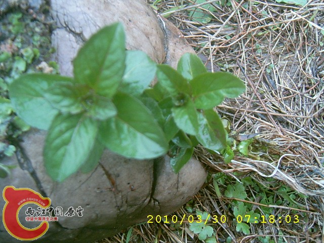SUC30041.JPG