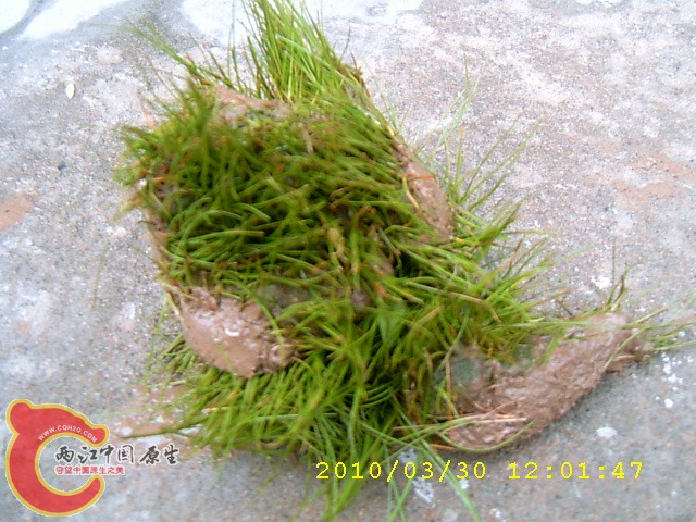 SUC30064.JPG