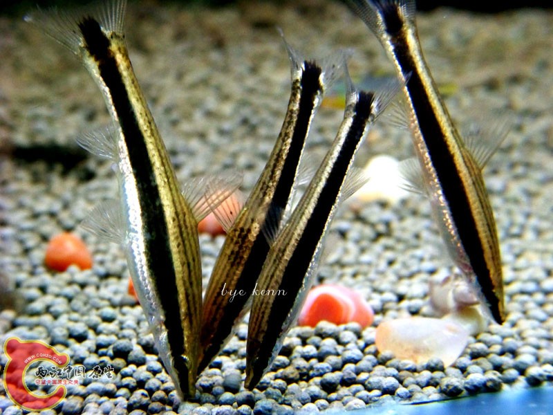 100_0260.jpg