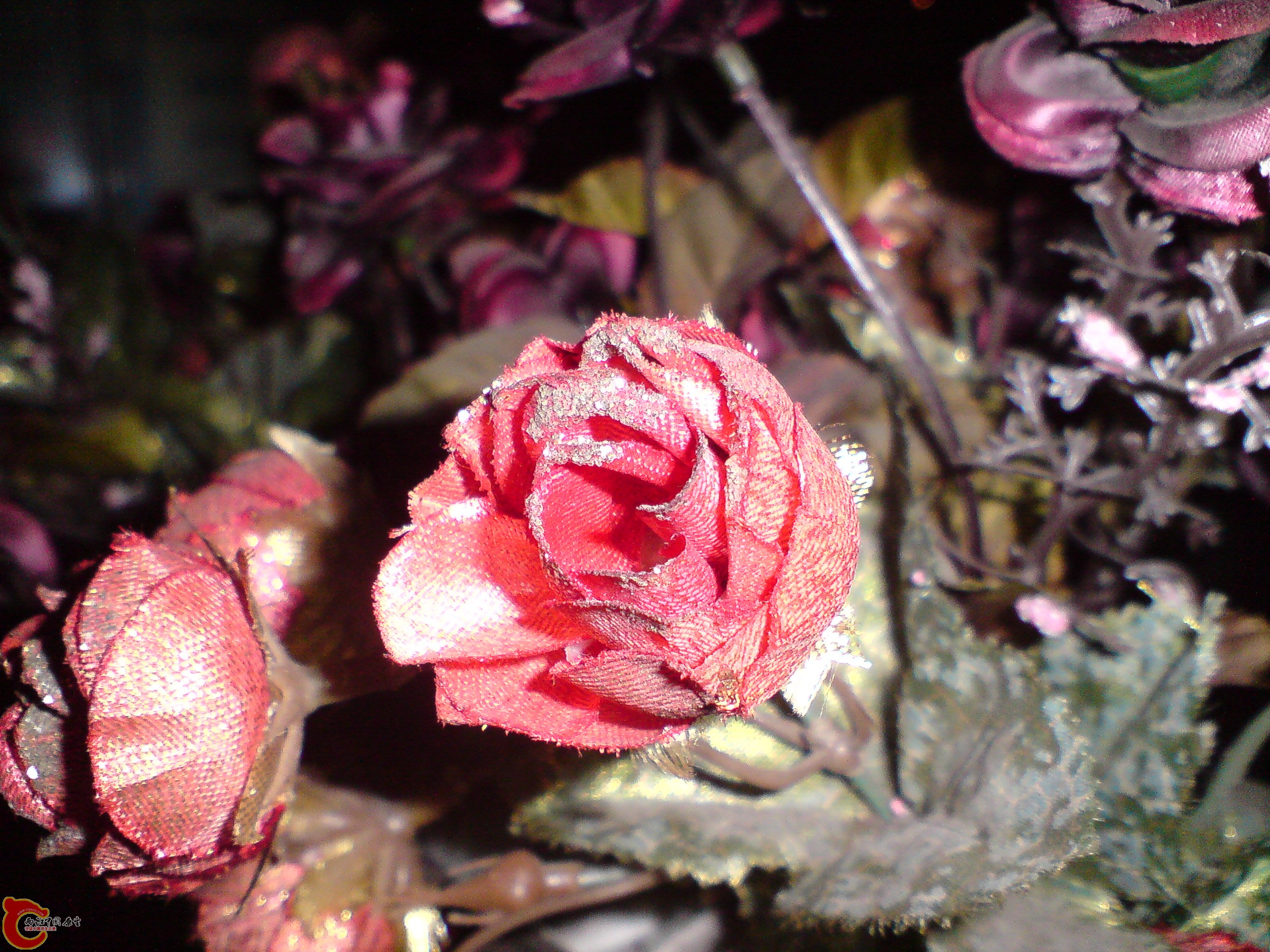 DSC01159.JPG
