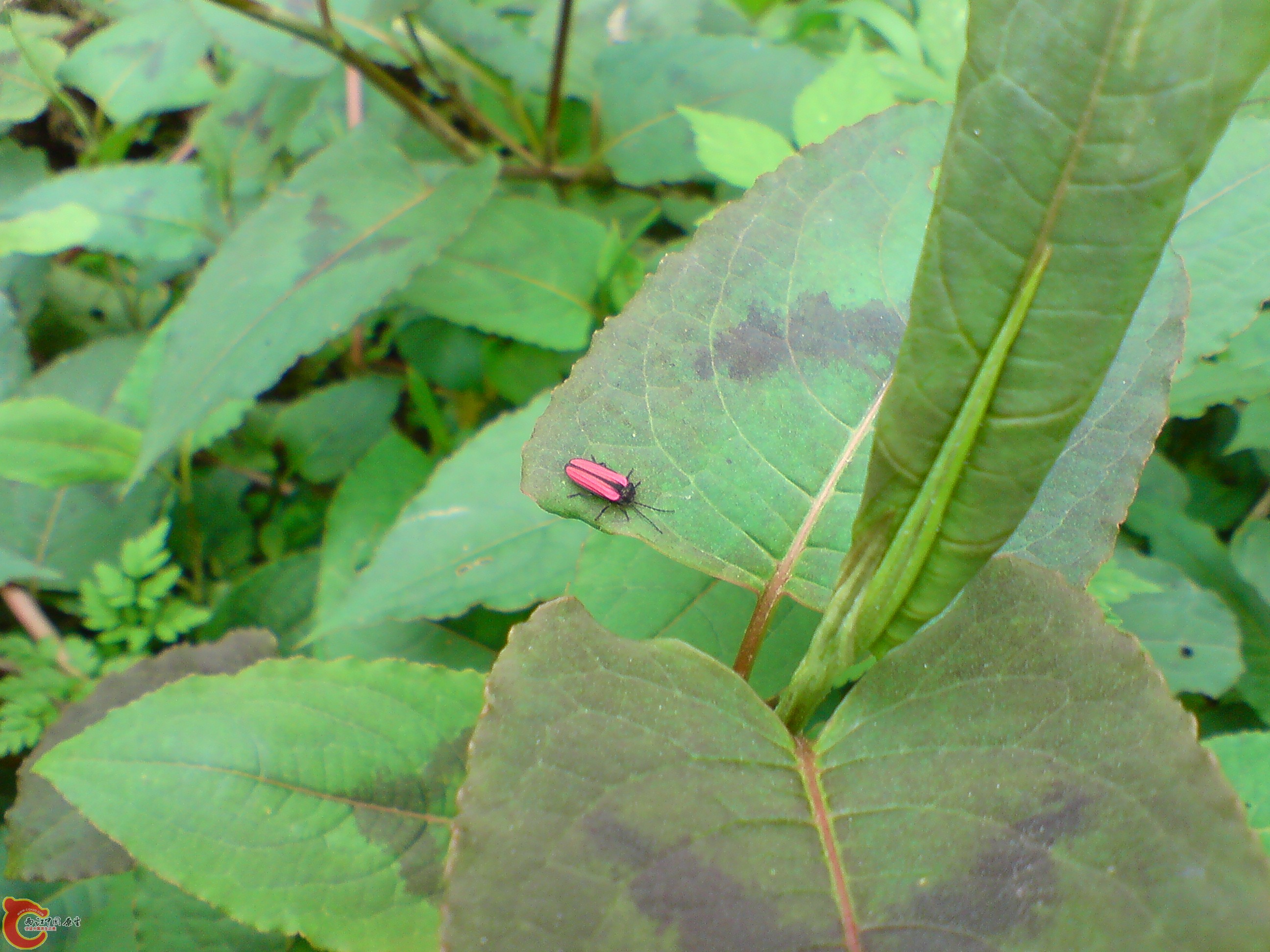 DSC01171.JPG
