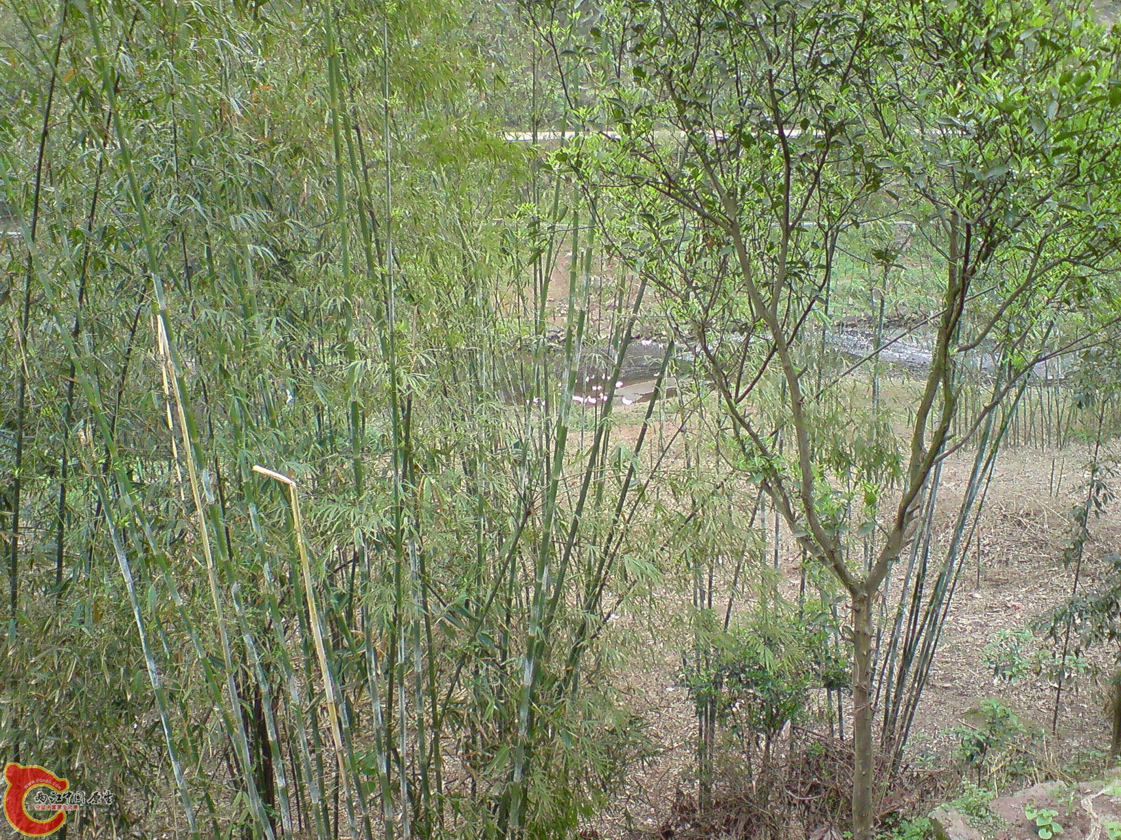 DSC01177.JPG
