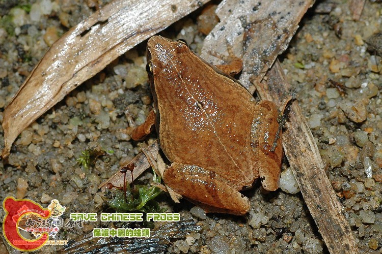 小弧斑姬蛙 Microhyla heymonsi.jpg