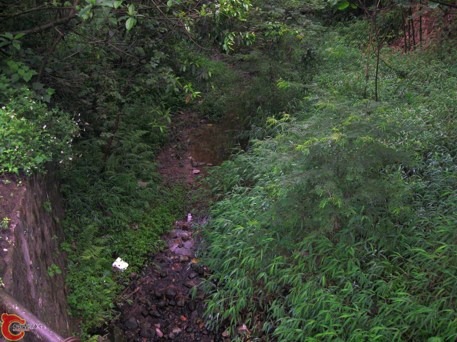 路过以前采溪吻的某山溪.