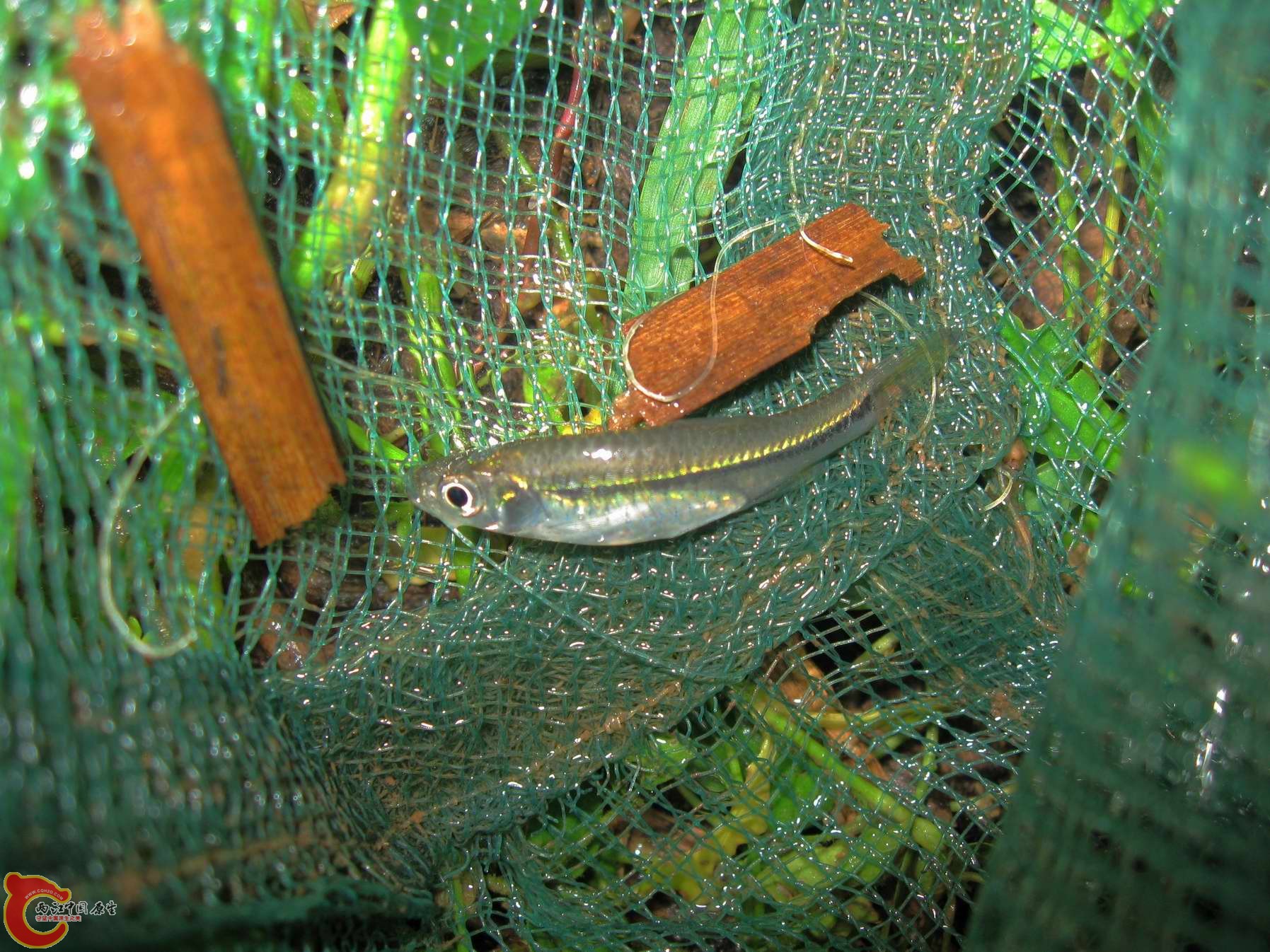 又捞了条南方波鱼~拍了张图放回河里家里没地方养这鱼太凶会攻击虾和小鱼