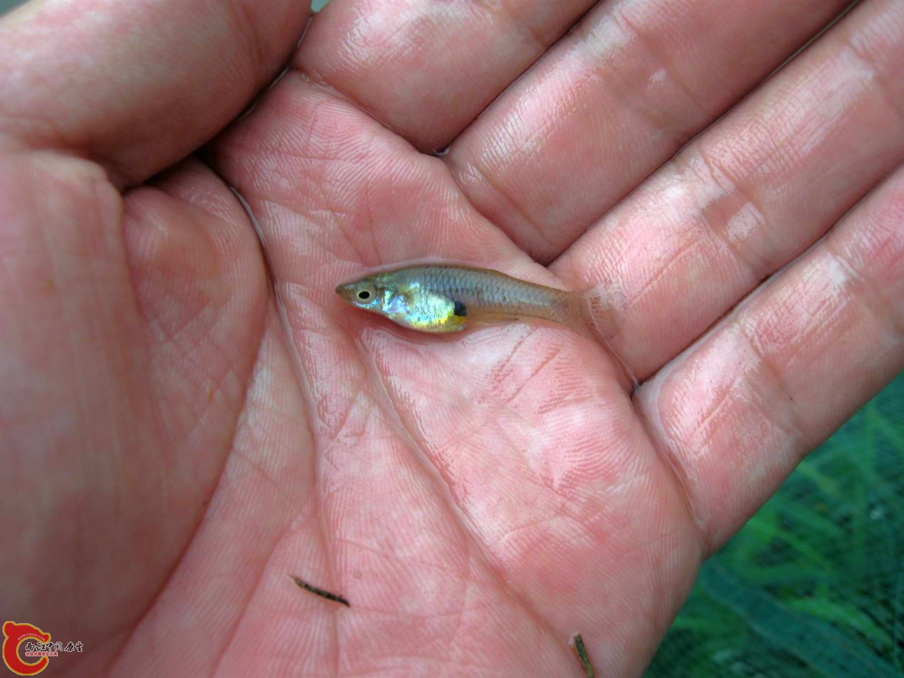 可恶的入侵鱼食蚊...