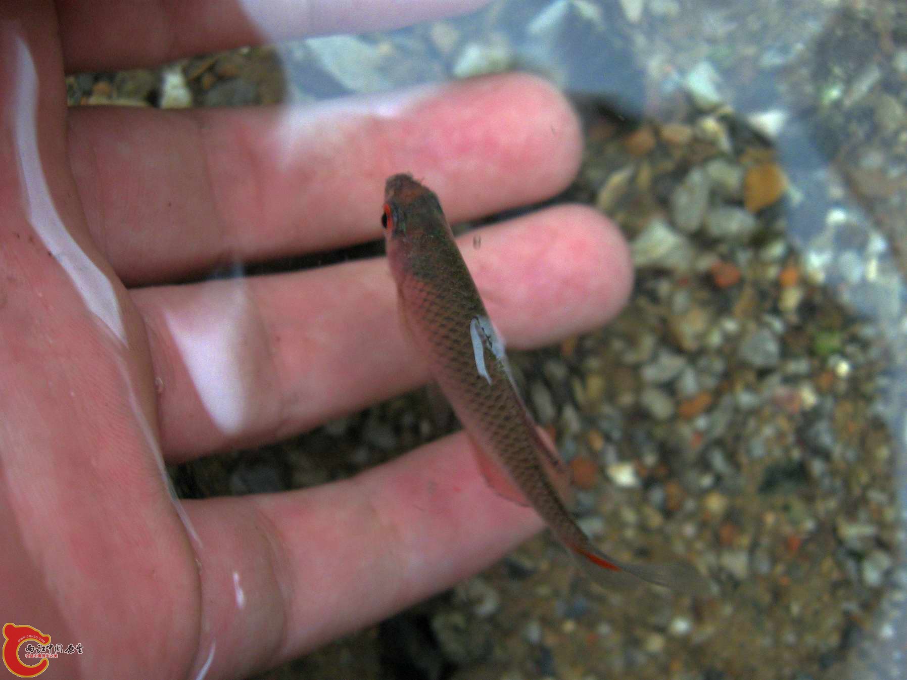 拍了就放回河里了