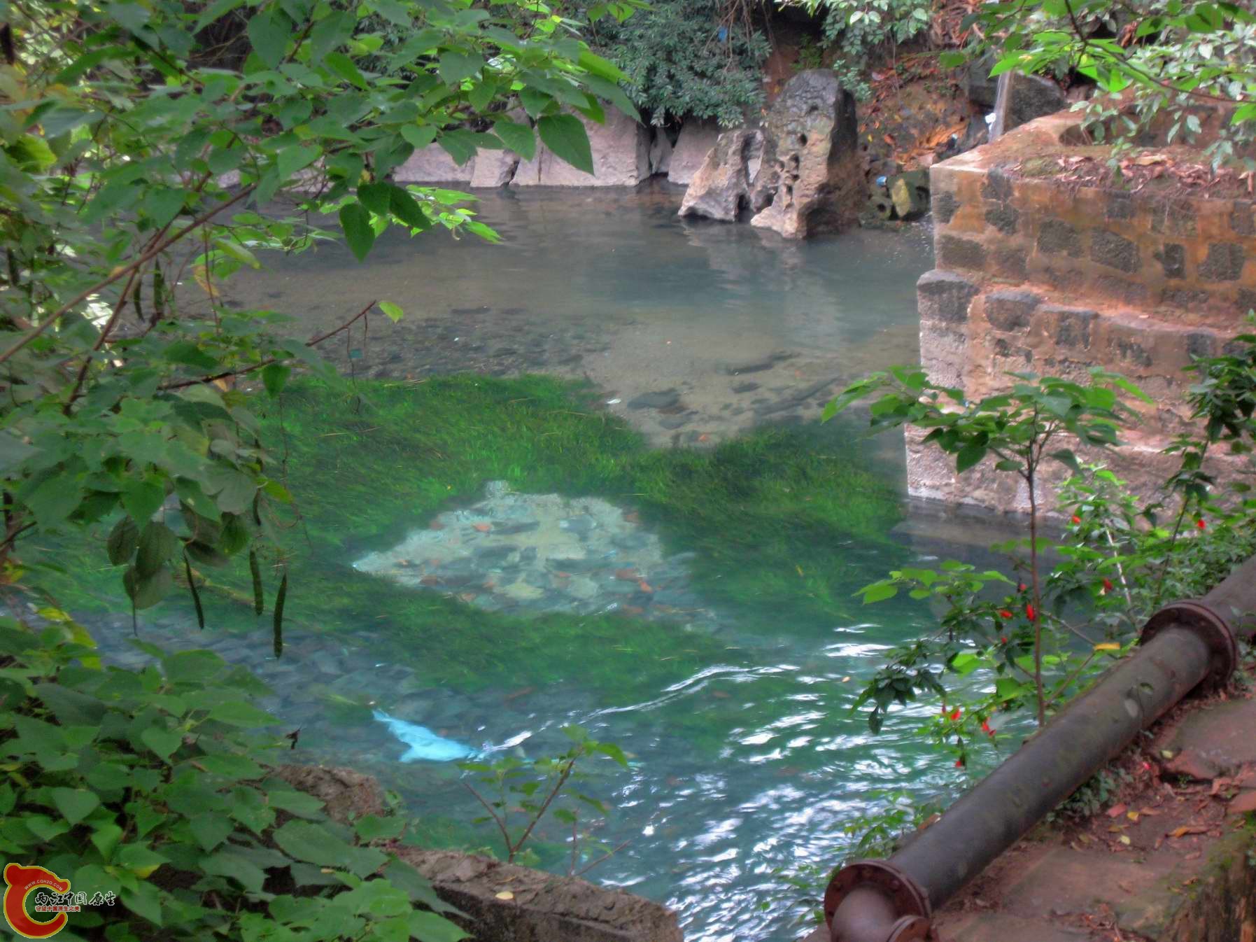 水里有不少的南方波鱼和罗非苗还有某种鱼,由于常年有人在这里游泳这里的鱼都很怕人很鬼祟...