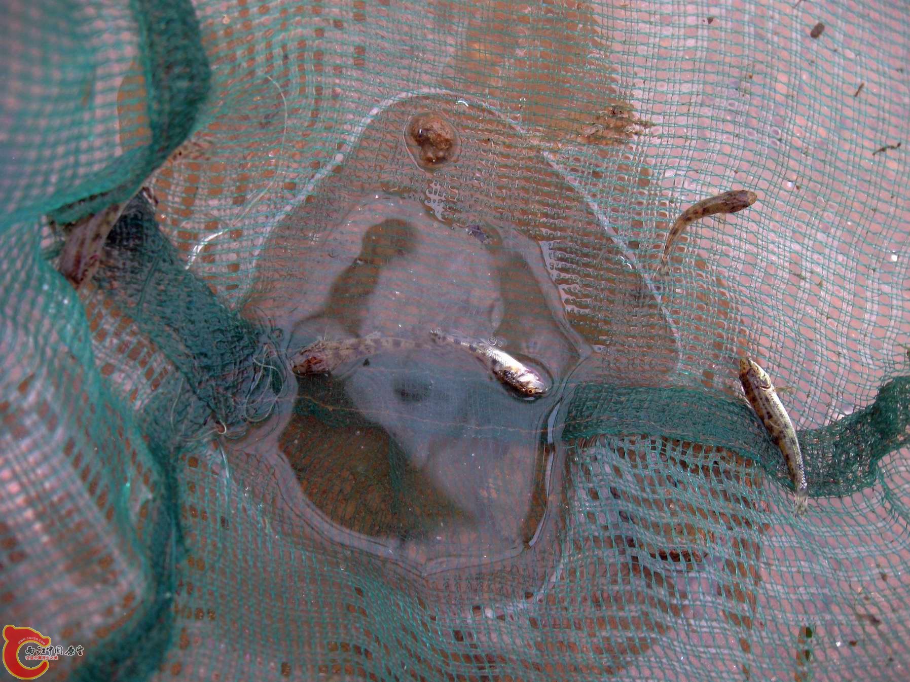 这里棒花苗成灾了一捞就几条..