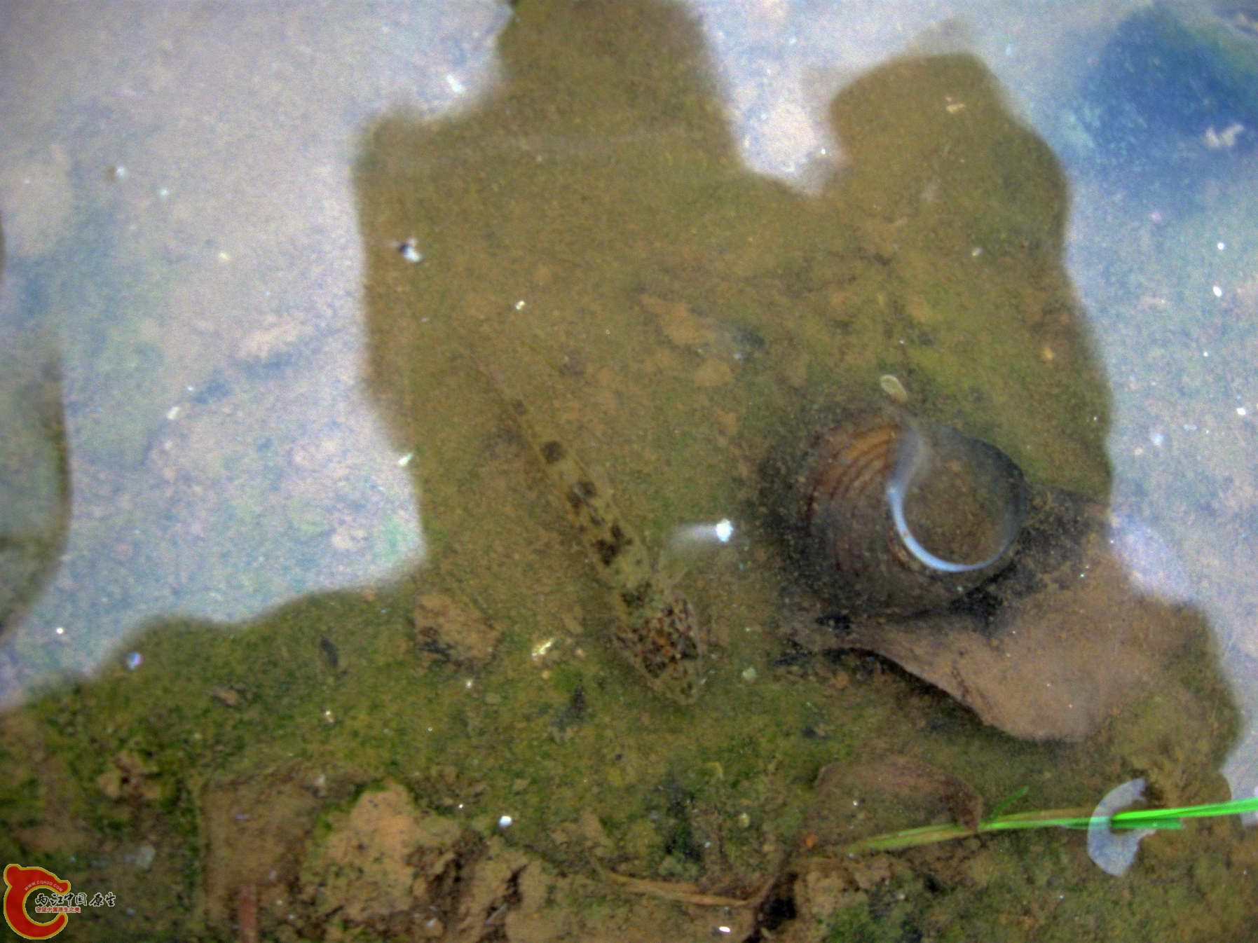 也放到河里去了