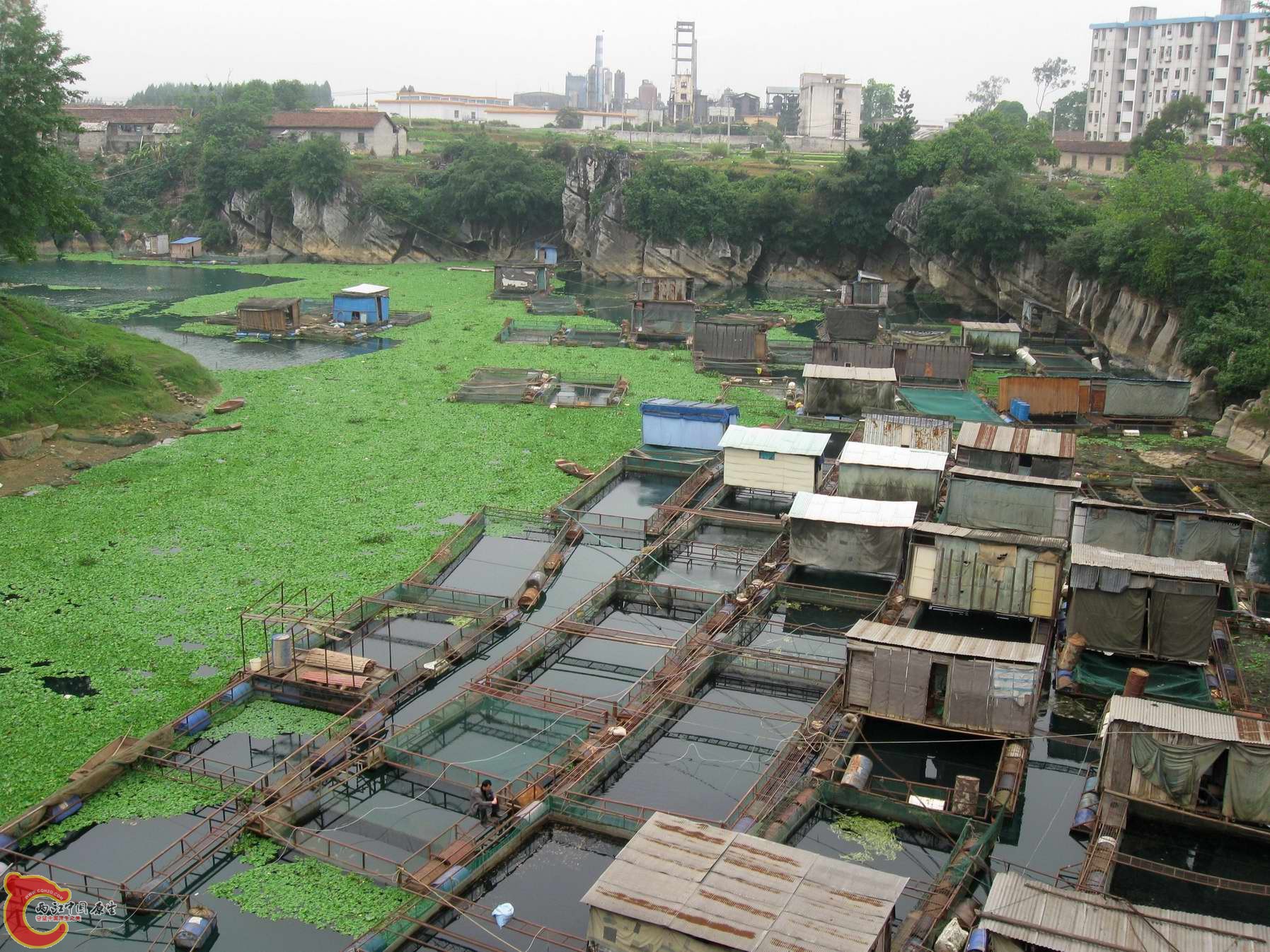 某泉流出来的汇集入这条河里