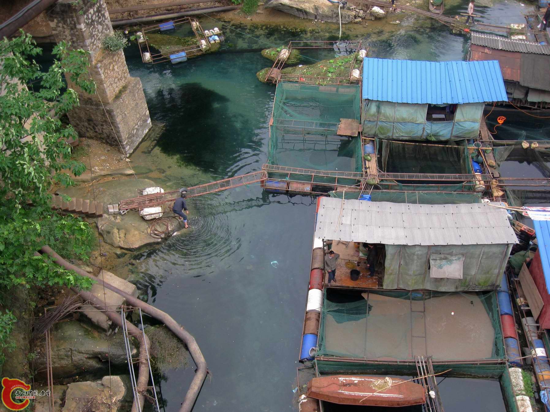 网箱养鱼的多哦,河面是漂这的不是凤眼莲是水浮莲...