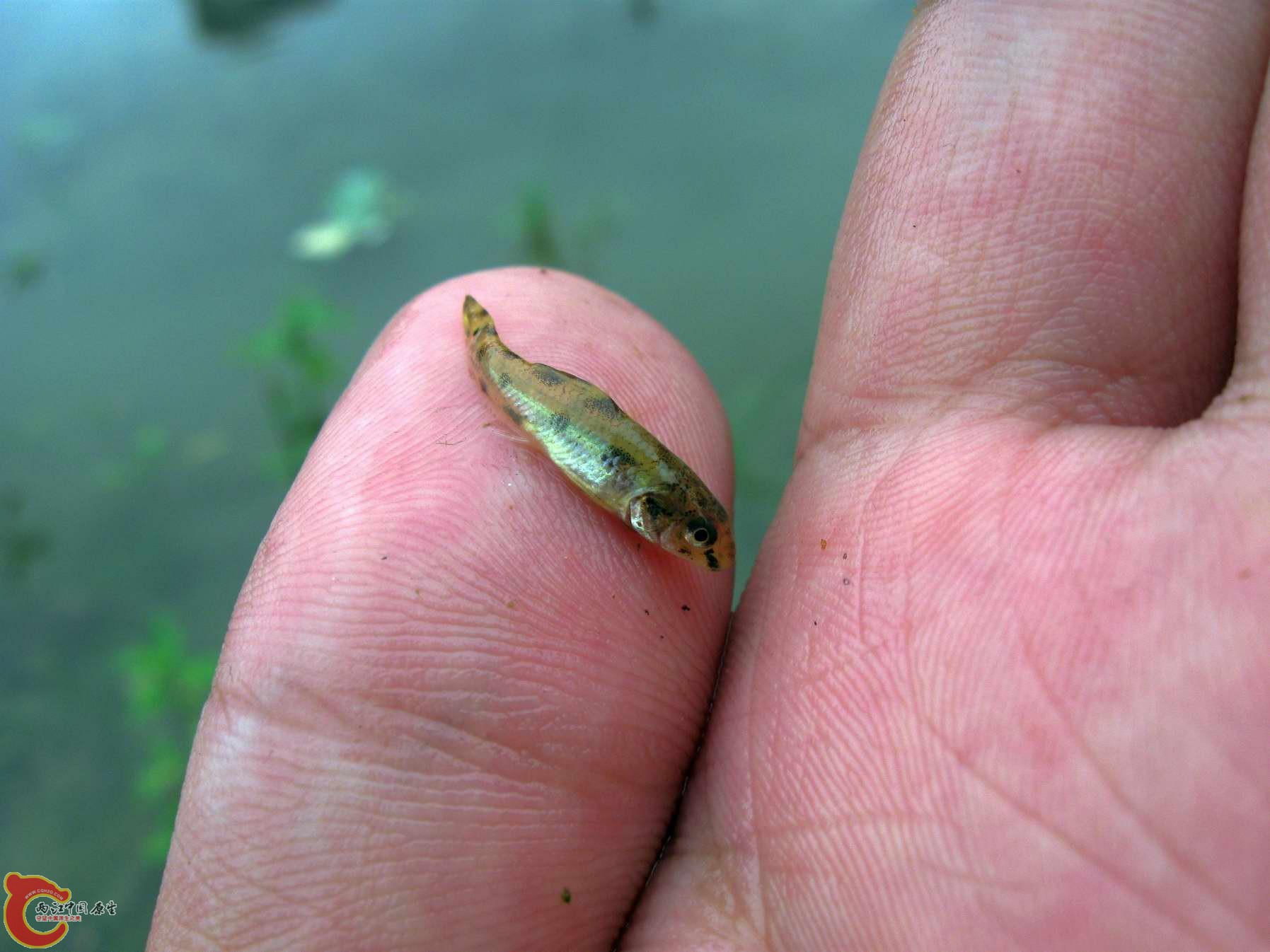 骑到河边捞了下,又放了个虾笼得一堆罗非苗和高体.