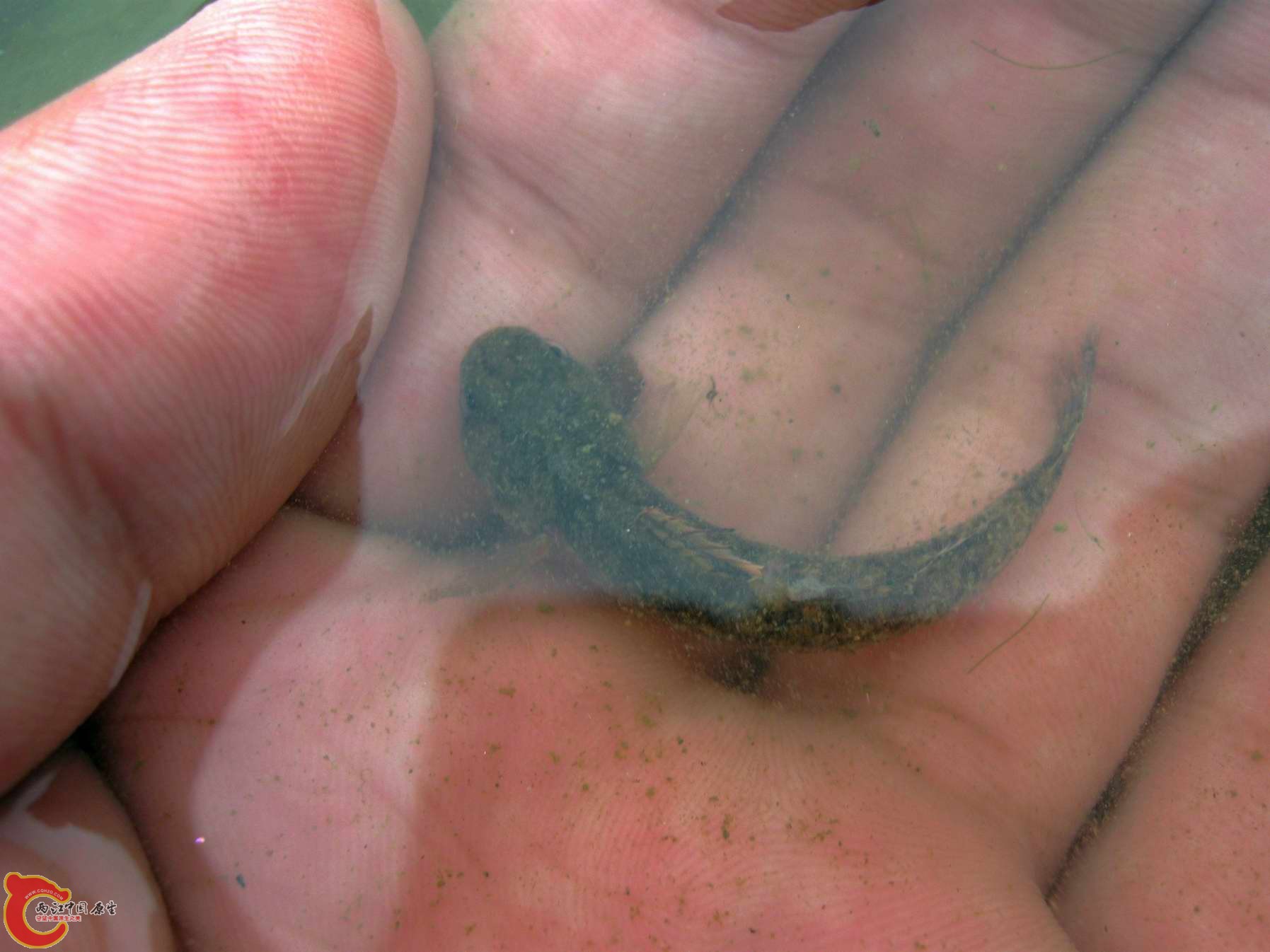 拍了图也放回河里了