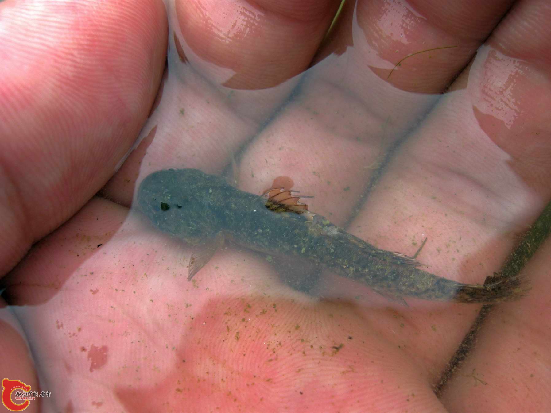 背上长了点水霉