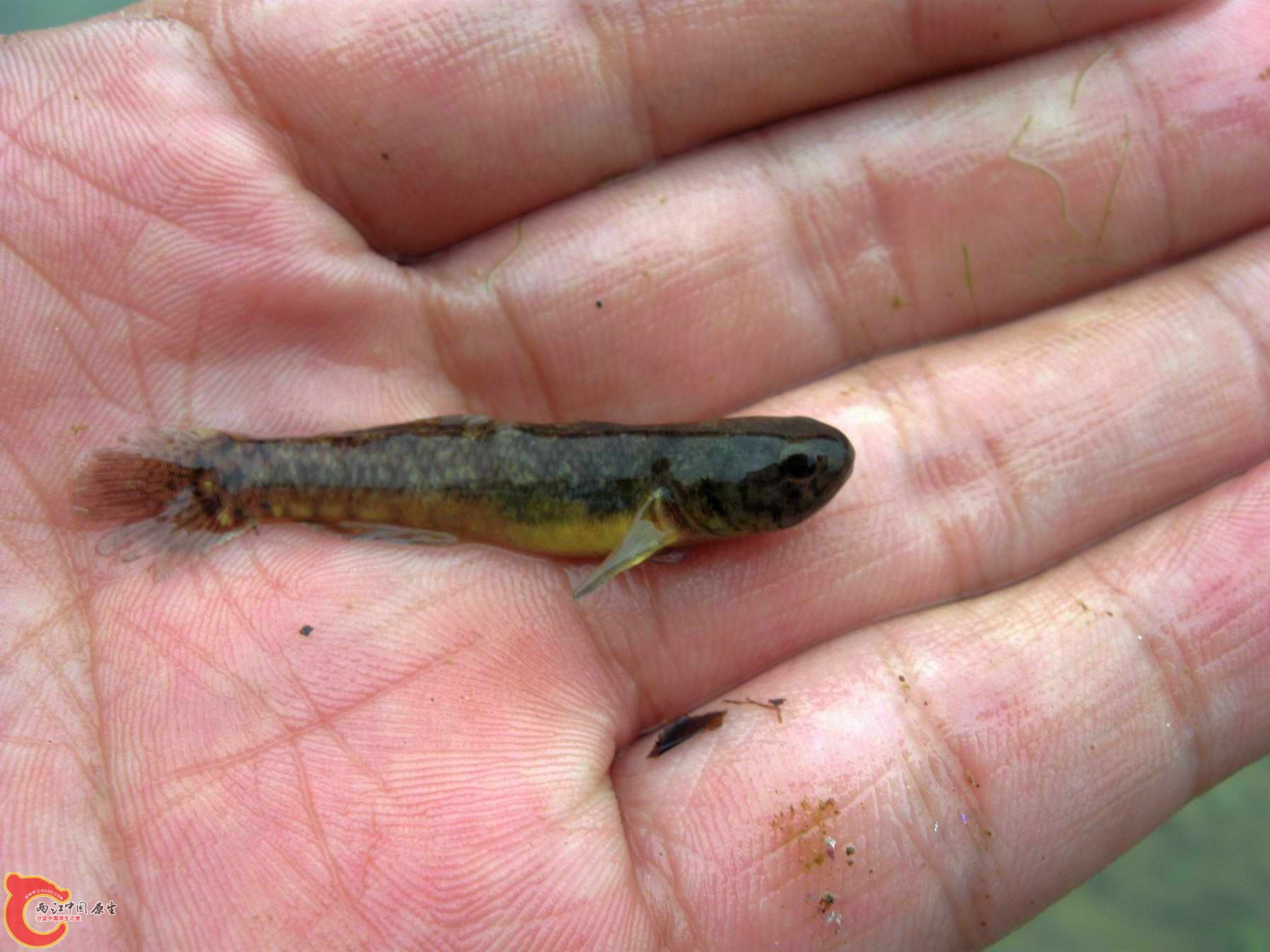 包尾有四厘米多的大粘皮.