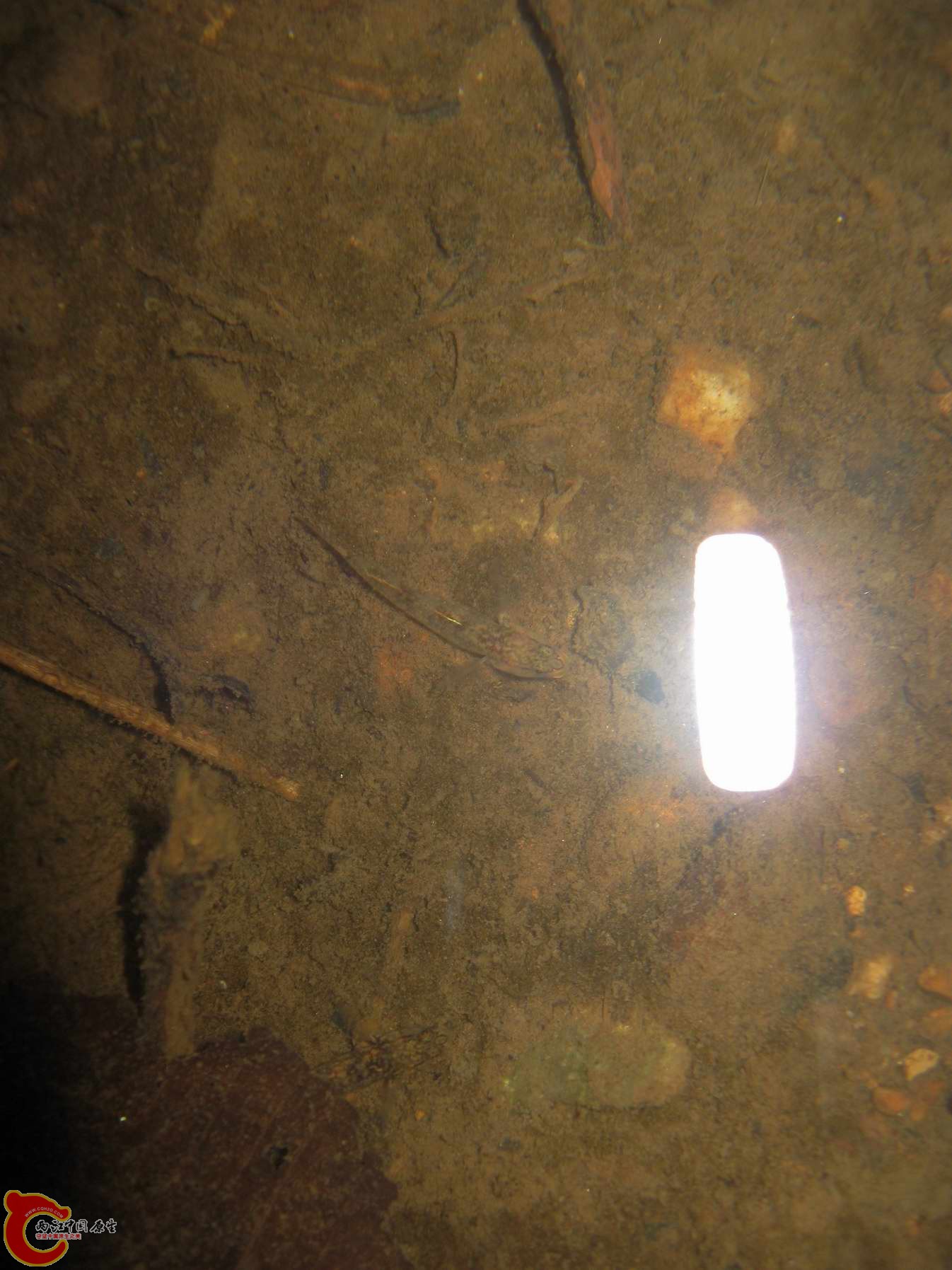 一尾公溪吻出来场了~