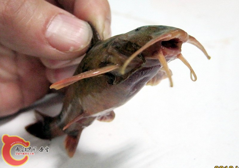 黄牛猴2.JPG