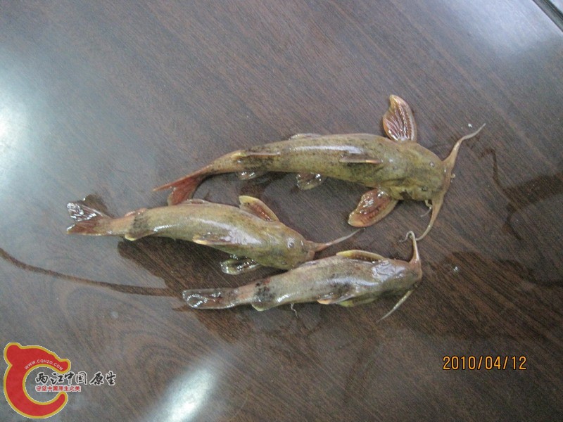 黄牛猴5.JPG