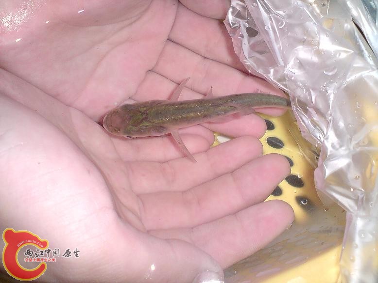 还有小花鲢