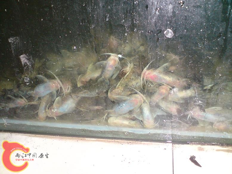 一缸鮡