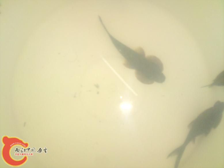 几个活的..留下