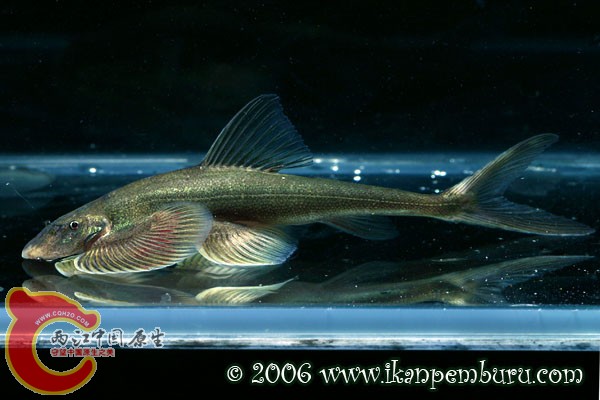 中华金沙鳅Jinshaia_sinensis.jpg