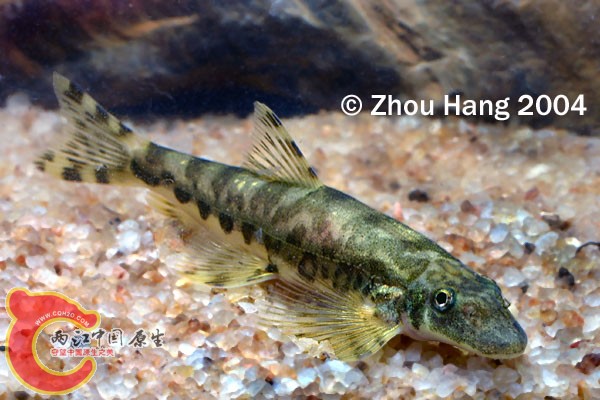 海南原缨口鳅Vanmanenia_hainanensis.jpg
