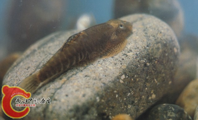 九龙江拟腹吸鳅.jpg