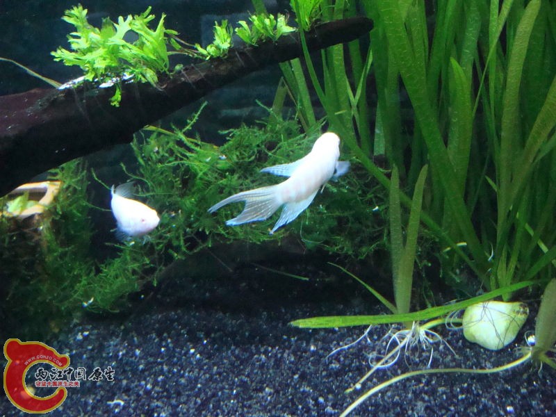 大三角莫斯+水兰