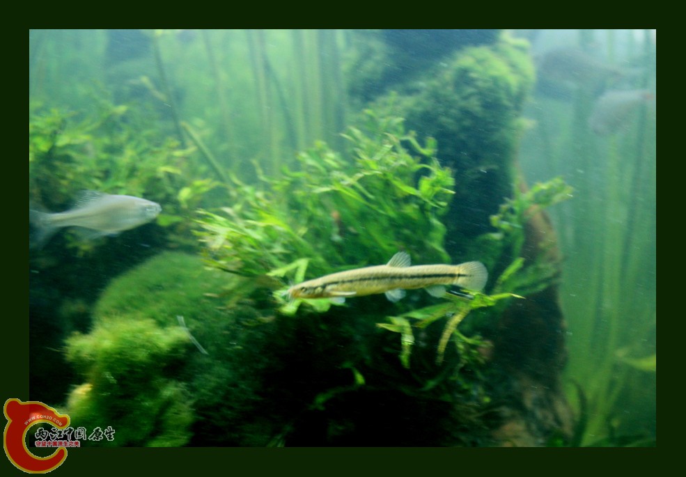 北鳅_3173.JPG