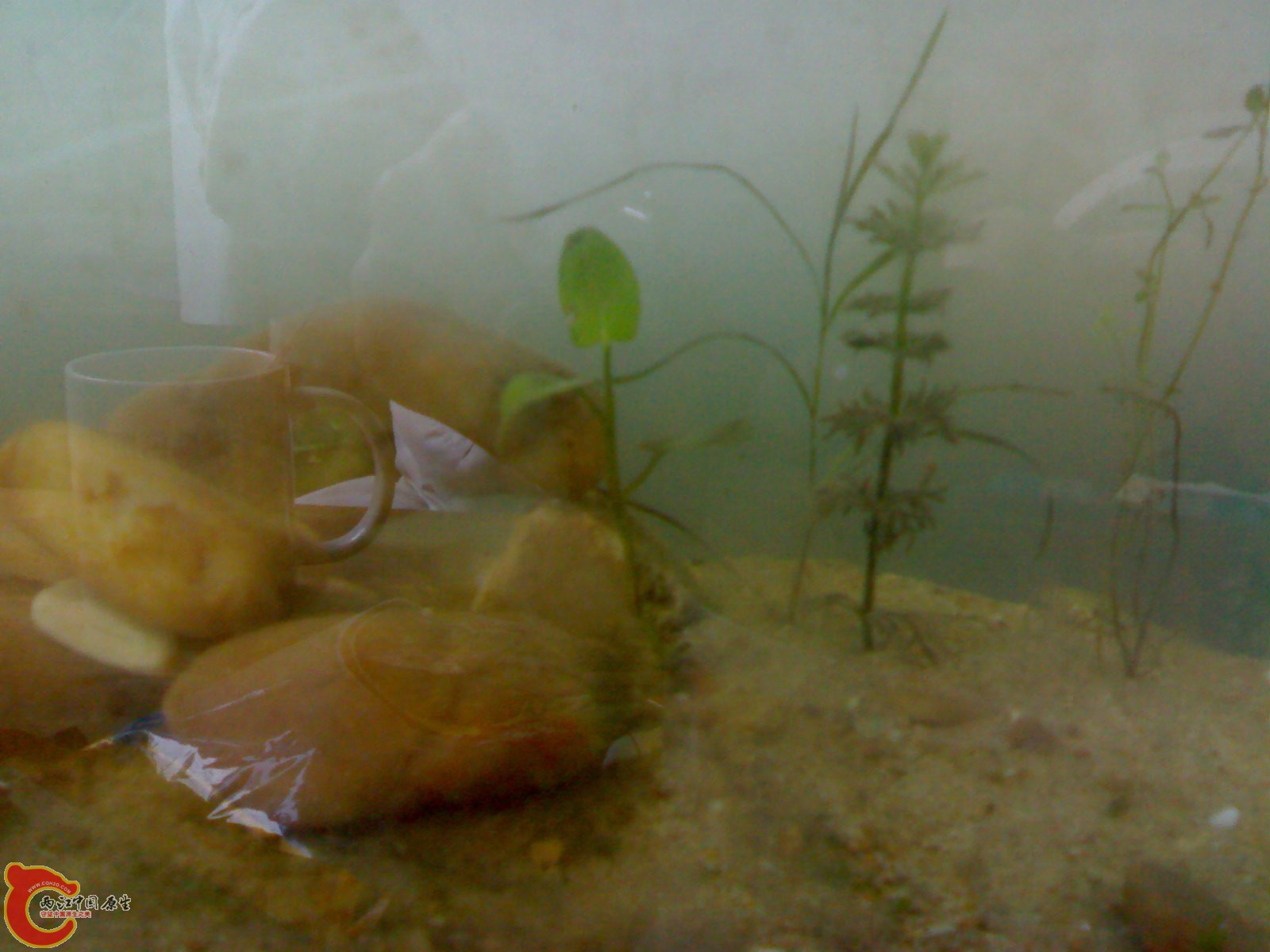20100415384.jpg