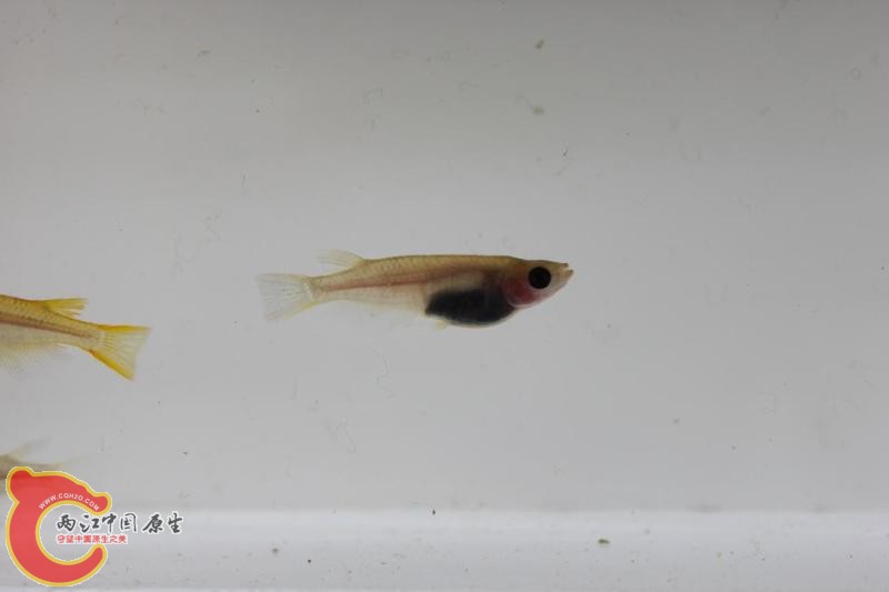 日本青鳉10.jpg