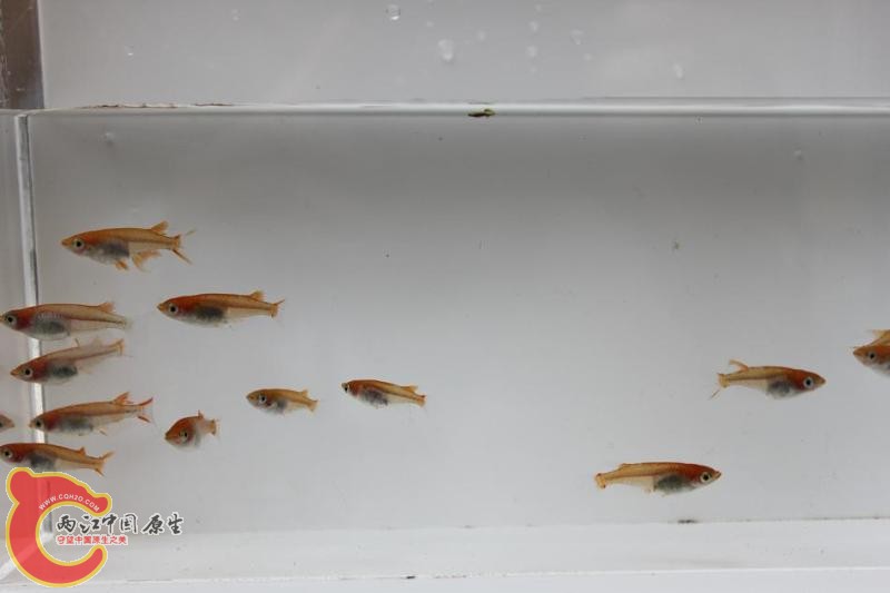 日本青鳉05.jpg