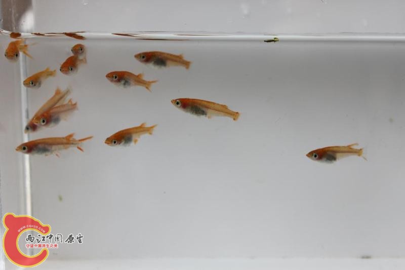日本青鳉06.jpg