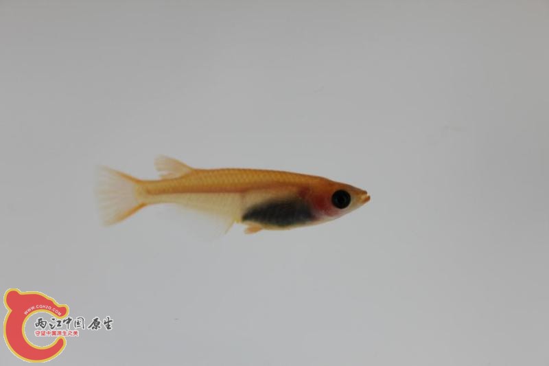 日本青鳉13.jpg
