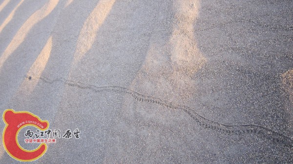虫子爬过的痕迹.jpg