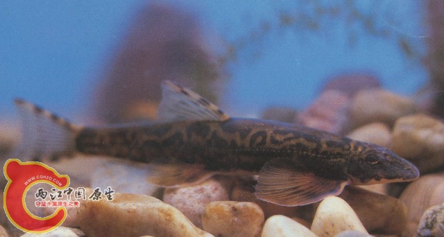 裸腹原缨口鳅2.jpg