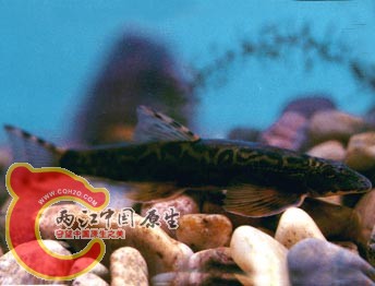 裸腹原缨口鳅.jpg