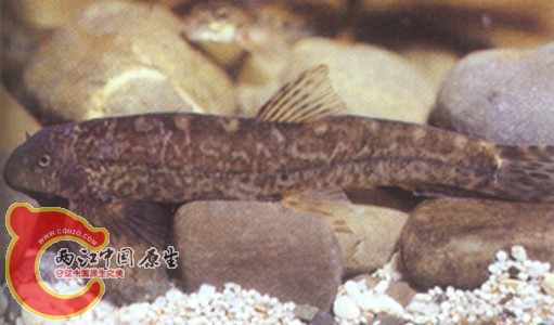台湾缨口鳅11.jpg