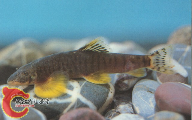 横斑原缨口鳅.jpg
