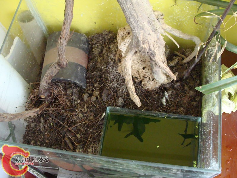 瓦片下面有只草龟